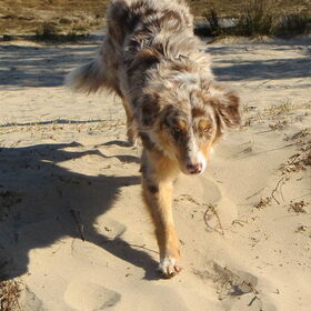 Hondenfoto van Danielle, Kyra*Kaylin*, Djaira en Djaidey