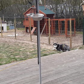 Hondenfoto van Jeanine :)