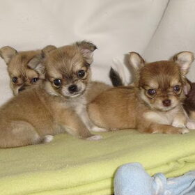 puppies van diesel