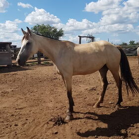Hondenfoto van Dutchshepherdteam 