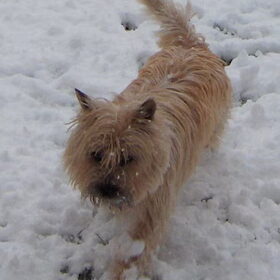 Ramses in de sneeuw... Hoe fris aan de pootjes, :-)