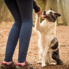 Hondenfoto van Angelique; Bruno, Charlie & Fenna  