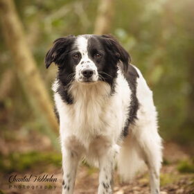 Hondenfoto van Angelique; Bruno, Charlie & Fenna  