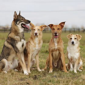 Hondenfoto van Demi - Nova, Jairo, Loki & Kaiyu 