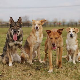 Hondenfoto van Demi - Nova, Jairo, Loki & Kaiyu 