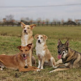 Hondenfoto van Demi - Nova, Jairo, Loki & Kaiyu 