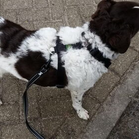 Hunter tuig, hurtta riem