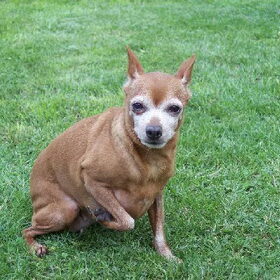 Dit is Bieke, de dwergpincher. Bieke werd geboren in het…