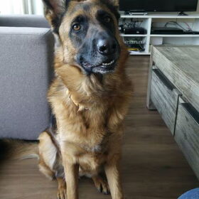 Hondenfoto van Indy haar bazin.
