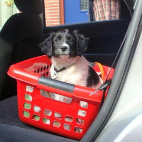 Het 2e ritje in de auto. [8 weken en 1 dag oud]