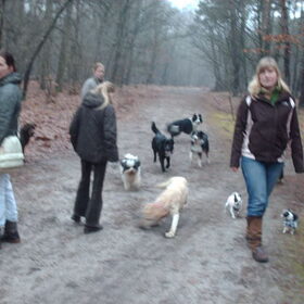 Hondenfoto van liesbeth,Turbo,Luna, Levi en Faith