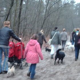 Hondenfoto van liesbeth,Turbo,Luna, Levi en Faith