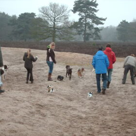 Hondenfoto van liesbeth,Turbo,Luna, Levi en Faith