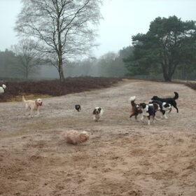 Hondenfoto van liesbeth,Turbo,Luna, Levi en Faith