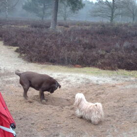 Hondenfoto van liesbeth,Turbo,Luna, Levi en Faith