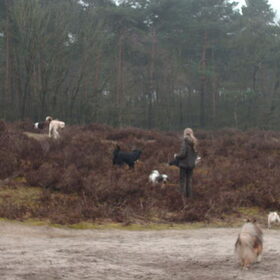 Hondenfoto van liesbeth,Turbo,Luna, Levi en Faith