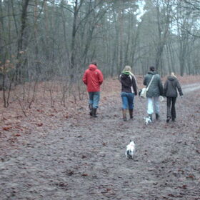 Hondenfoto van liesbeth,Turbo,Luna, Levi en Faith
