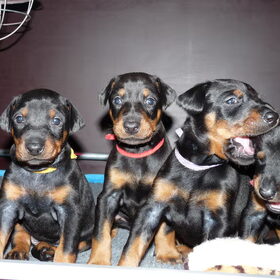 Hondenfoto van Dobermannkennel Van Avendia