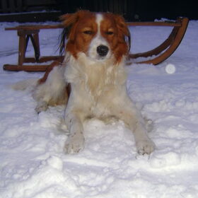 Sil in de sneeuw.