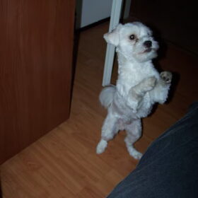 Deze TIK heeft mijn hond altijd :P (begin februari gemaakt)