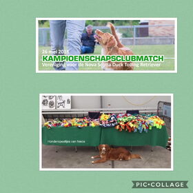 Hondenfoto van Sigrid, Sandy, Diva & Nala