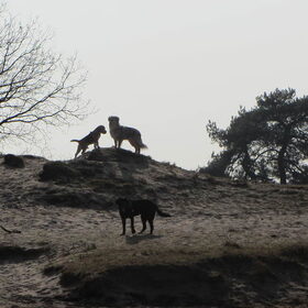 Hondenfoto van Danielle, Kyra*Kaylin*, Djaira en Djaidey