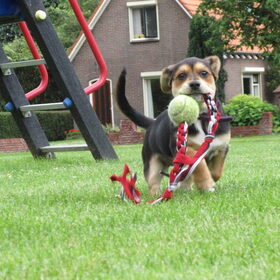 Pippa 11 weken oud