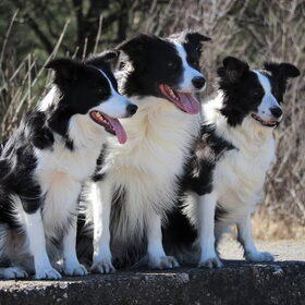 De drie musketiers