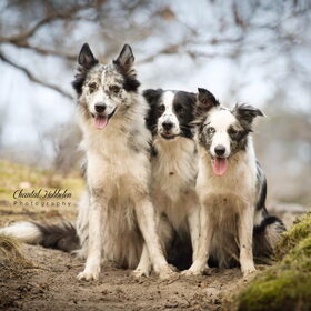 Hondenfoto van Angelique; Bruno, Charlie & Fenna  