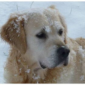 sneeuw sneeuw in de Ardennen