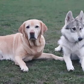 Hondenfoto van laura   Diva&Nova