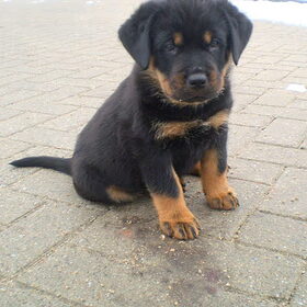 Boet, 8 weken oud. Onze hond Tess is de moeder. we wilde graag…