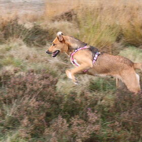 Action Mila op de Veluwe.(2 nov 2008)