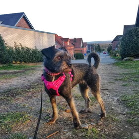 Hondenfoto van Ciska en Spanjaardje Moh (Bambi r.i.p.)