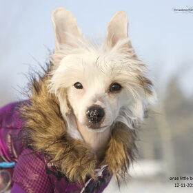 Hondenfoto van nancy