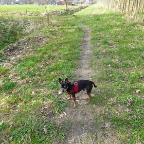 Balou weer onderweg naar huis.