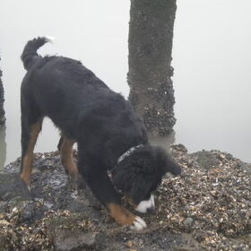 Rarara ... Wat is dat toch allemaal ... Waf, Waf, ...