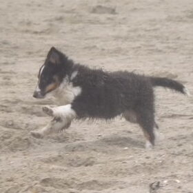 Hollen, lopen, rennen, ... Oh wat een fun zeg ...