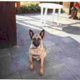 Dit is mijn oude hond Marco,hij is over leden op de mooie…