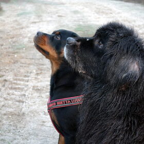Hondenfoto van Inge, Rottweiler Nika & m'n Canadeesje(s)