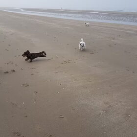 Hondenfoto van Lucia, Lizzy & Ziva