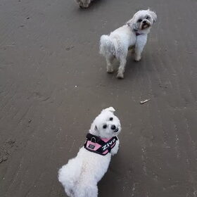 Hondenfoto van Lucia, Lizzy & Ziva