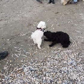 Hondenfoto van Lucia, Lizzy & Ziva