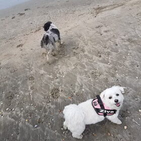 Hondenfoto van Lucia, Lizzy & Ziva