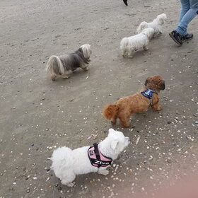 Hondenfoto van Lucia, Lizzy & Ziva