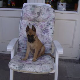 Mijn Nieuwe hond Duco