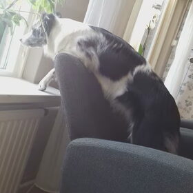 Hondenfoto van Angelique; Bruno, Charlie & Fenna  