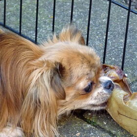 Ook Lotus vind het runderoor heerlijk.
