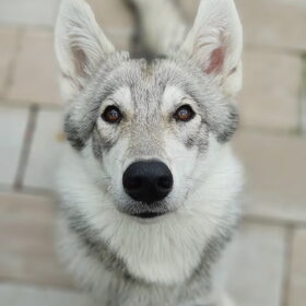 Hondenfoto van laura   Diva&Nova