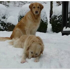 wroeten in de sneeuw